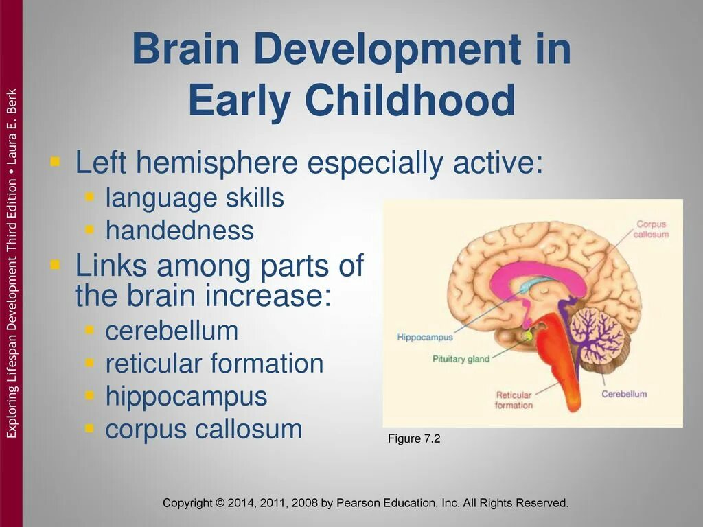 Brain development. Brain development in children. develop the brain child. brain development language. telencephalon corpus callosum.