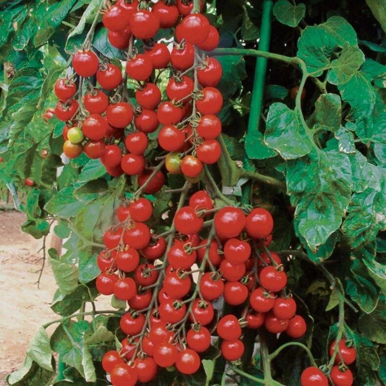 Выращивание помидоров для начинающих. Индетерминантные томаты черри. Помидоры черри бонсай. Балконные томаты черри. Томат балконный f1 Семико.