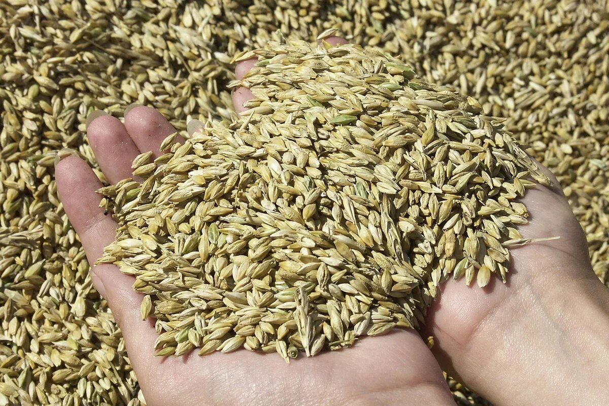 Почему зерно украины. Пшеница зерно. Пшеница ячмень кукуруза. Экспорт зерна. Экспорт пшеницы.