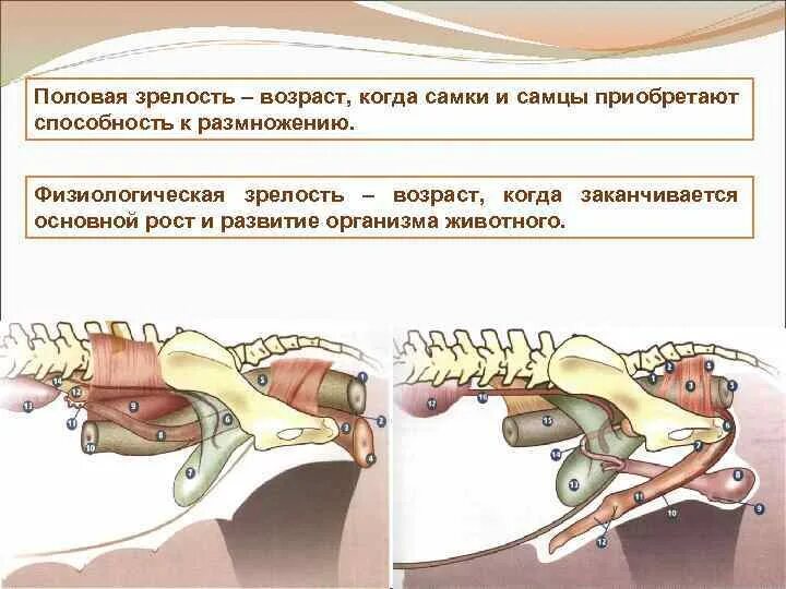 Половое созревание у млекопитающих. Половая и физиологическая зрелость крс. половая зрелость возраст. возраст полового созревания у лошадей. половое созревание крс.