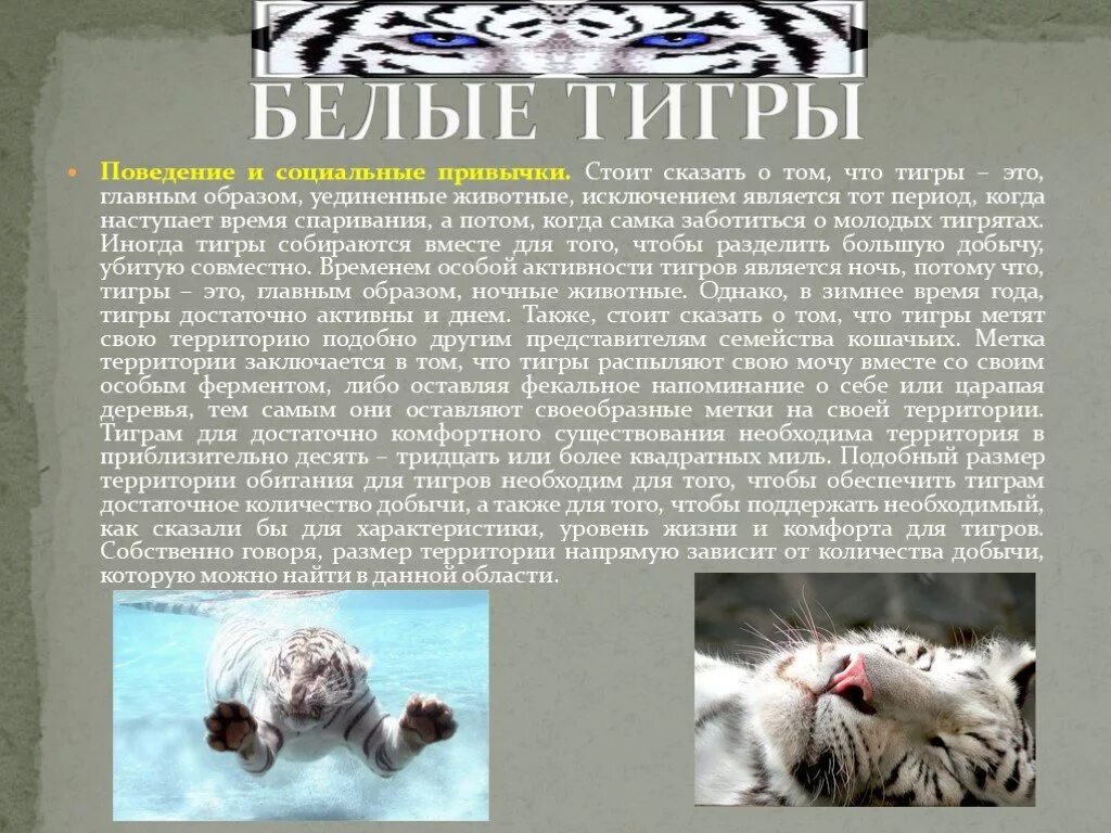 Белый тигр 2 класс. Белый тигр доклад. белый тигр презентация. презентация о белом тигре. рассказ о белом тигре.