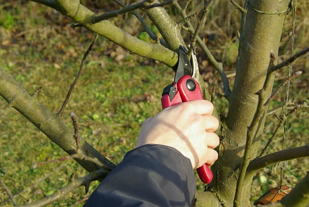 Можно ли обрезать яблоню в марте