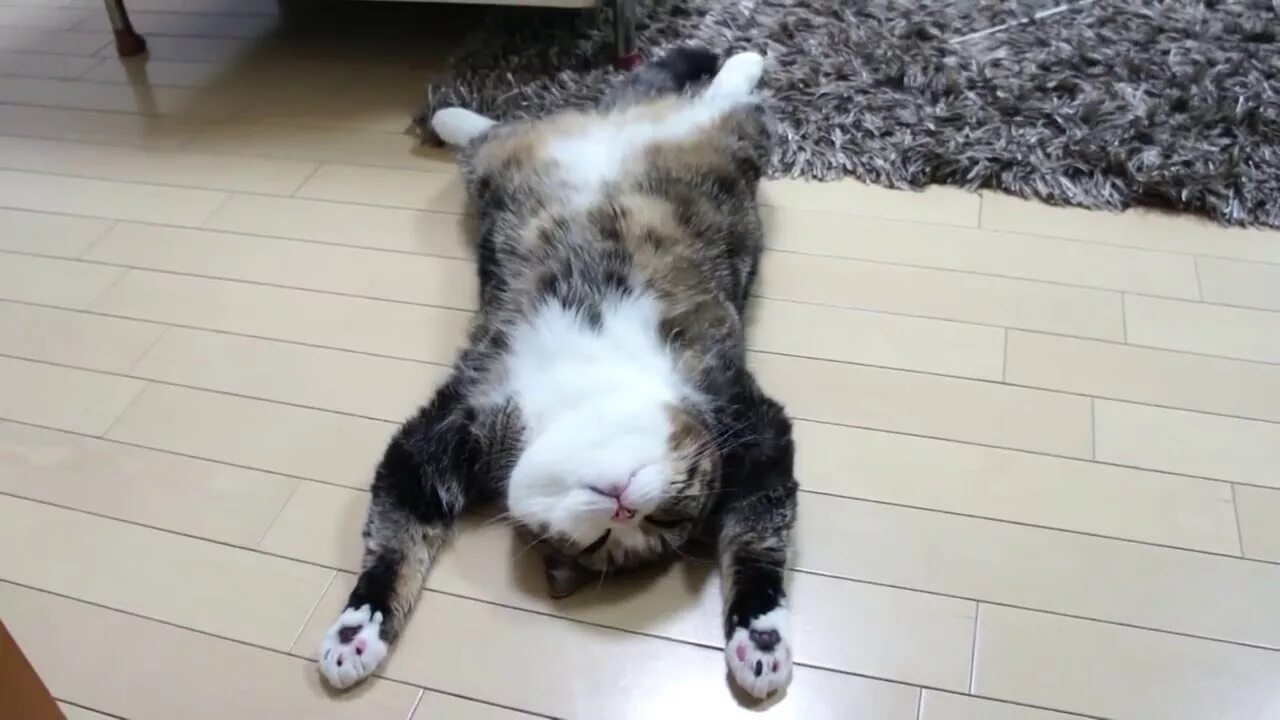 Кот валяется. Уставший котик. Кот лежит на полу. Кот валяется на полу. Пол лапки