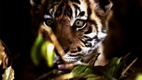 Get wild