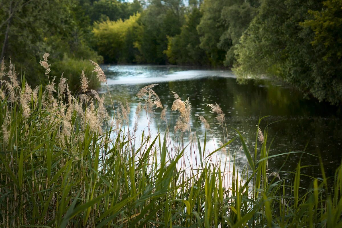 Родная вода