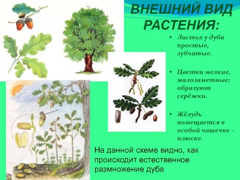 Характер дуба. Дуб внешний вид описание. этапы роста дуба. стадии роста дуба. фазы роста дуба.