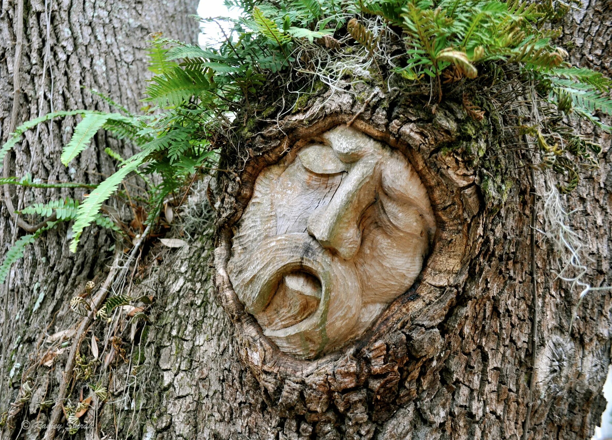 Глупые деревья. Необычные деревья. Живое дерево. Скульптура из ствола дерева. Скульптуры из живых деревьев.