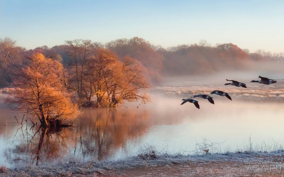 Осень туман. Осень птицы. Поздняя осень птицы. Река поздней осенью. Бушуют метели журавли улетели