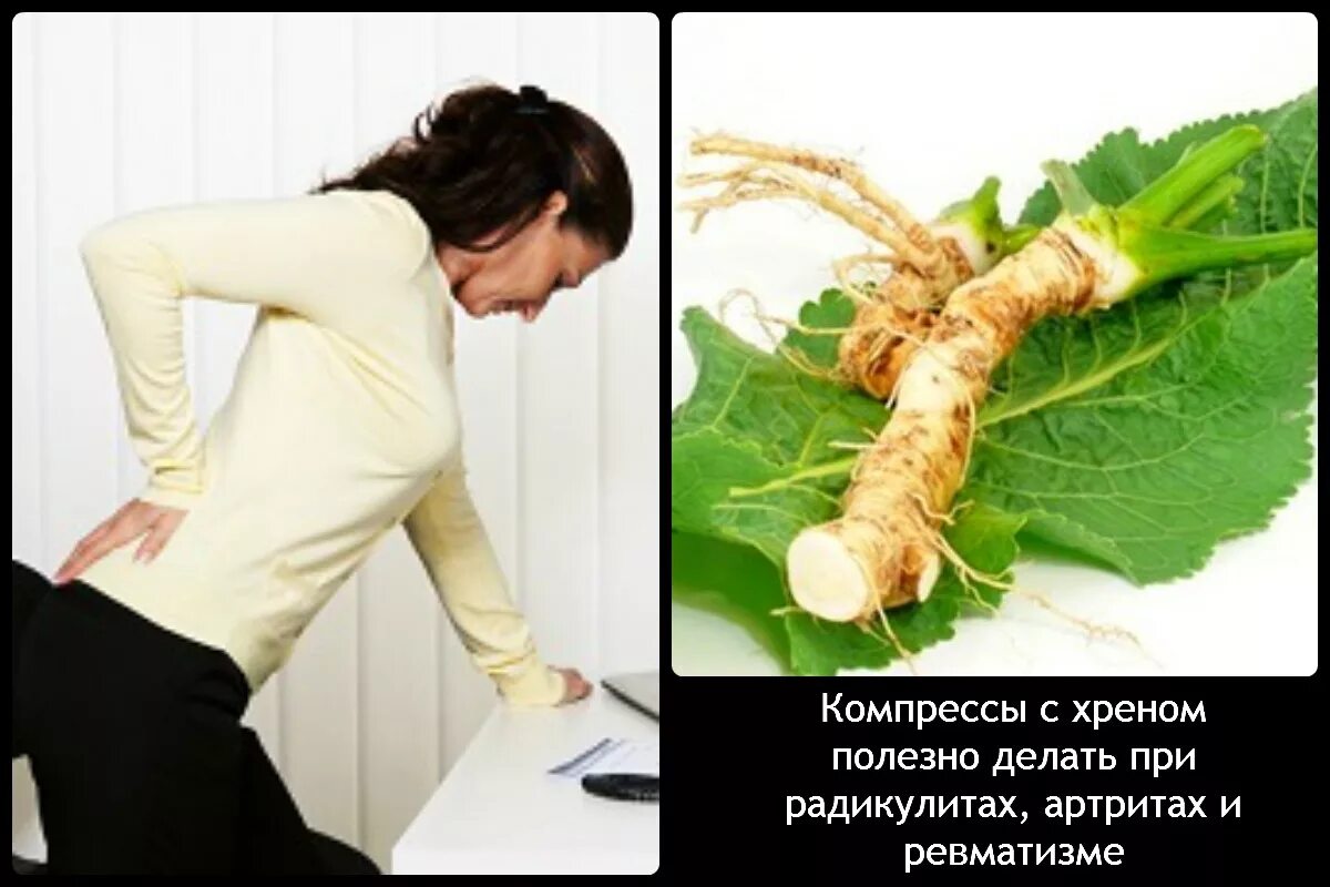 Как долго сохранить хрен. Хрен. хрен растение. хреновые листья для суставов.