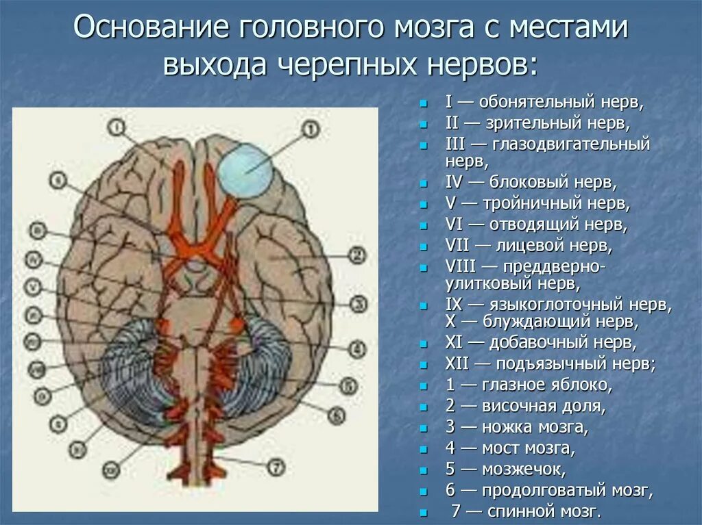 Черепные нервы относятся. Основание головного мозга и места входа Корешков черепных НЕРВОО. Основание мозга с выходом черепных нервов схема. Основание головного мозга и места выхода Корешков черепных нервов. Места выхода черепных нервов.