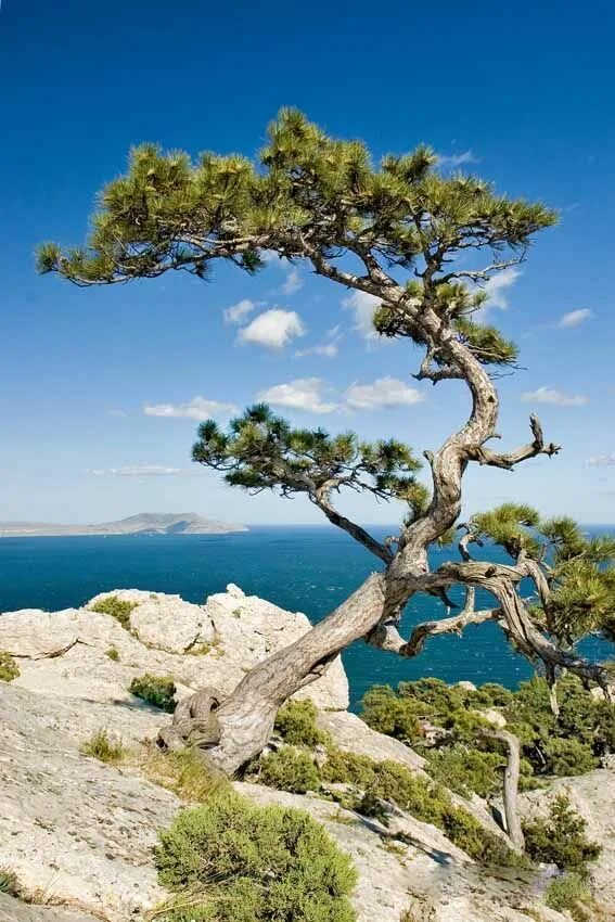 Можжевельник древовидный крымский. Можжевельник горный крымский. Растительный мир крыма деревья. Бук в крыму. Можжевеловый лес в крыму.