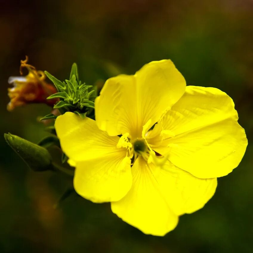 Желтые цветочки фото название. Желтая энотера с 5 лепестками. Энотера красная. Энотера и Лютик. Желтоцветка.