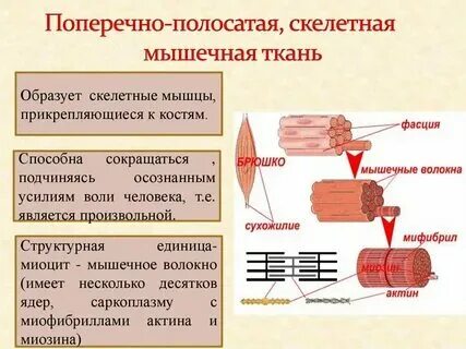 Презентация на тему: "Ткань - это группа клеток и межклеточное вещество, объедин