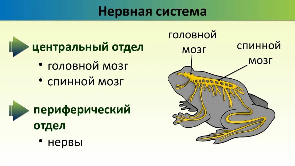 Система органов земноводных 7 класс. Строение нервной системы лягушки. Строение нервной системы земноводных. Нервная система земноводных 7 класс биология таблица. Земноводные нервная система схема.