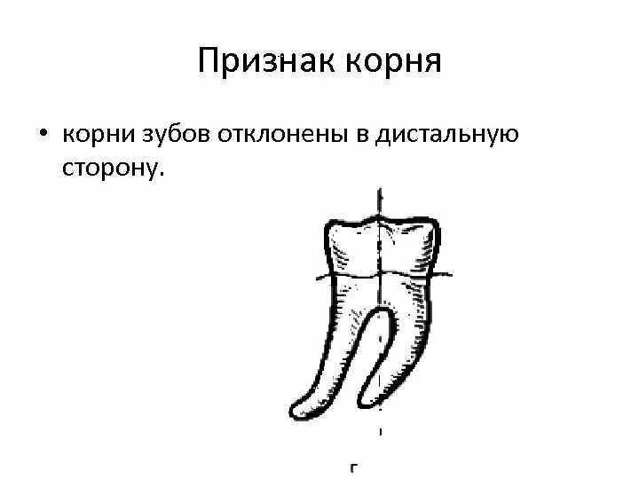 Признак отклонения корня. Признаки кривизны зубов. Проекция корня зуба 11. Признак угла коронки зуба кривизны и корня.