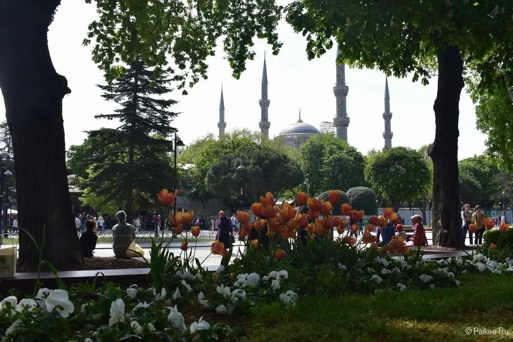 Стамбул старый город султанахмет. Пешая аллея в Стамбуле. Растительность Стамбула. Стамбул достопримечательности самостоятельно. Знаменитое дерево Стамбул.