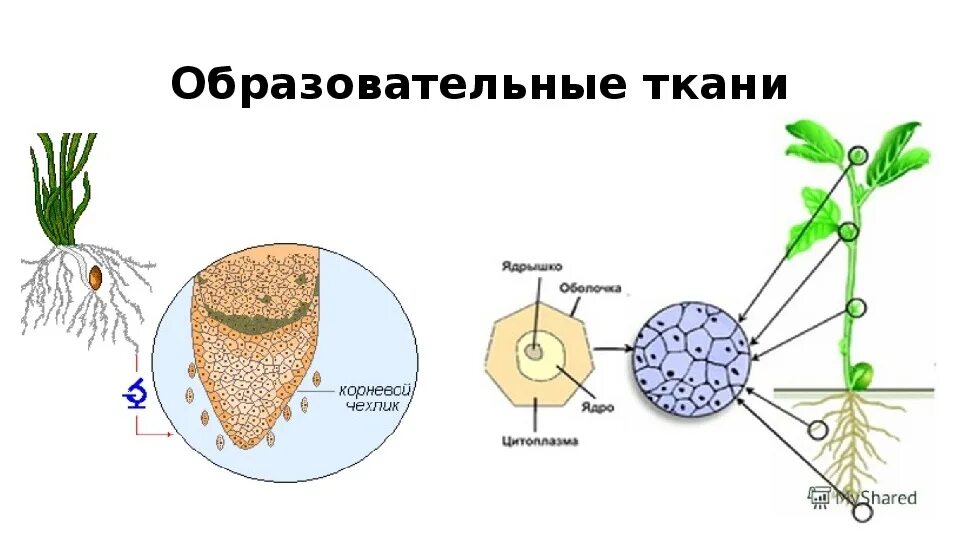 Какая часть у образовательной ткани. Образовательная ткань растений. Ткани растений образовательная ткань. Образовательная клетка. Образовательная ткань рисунок.