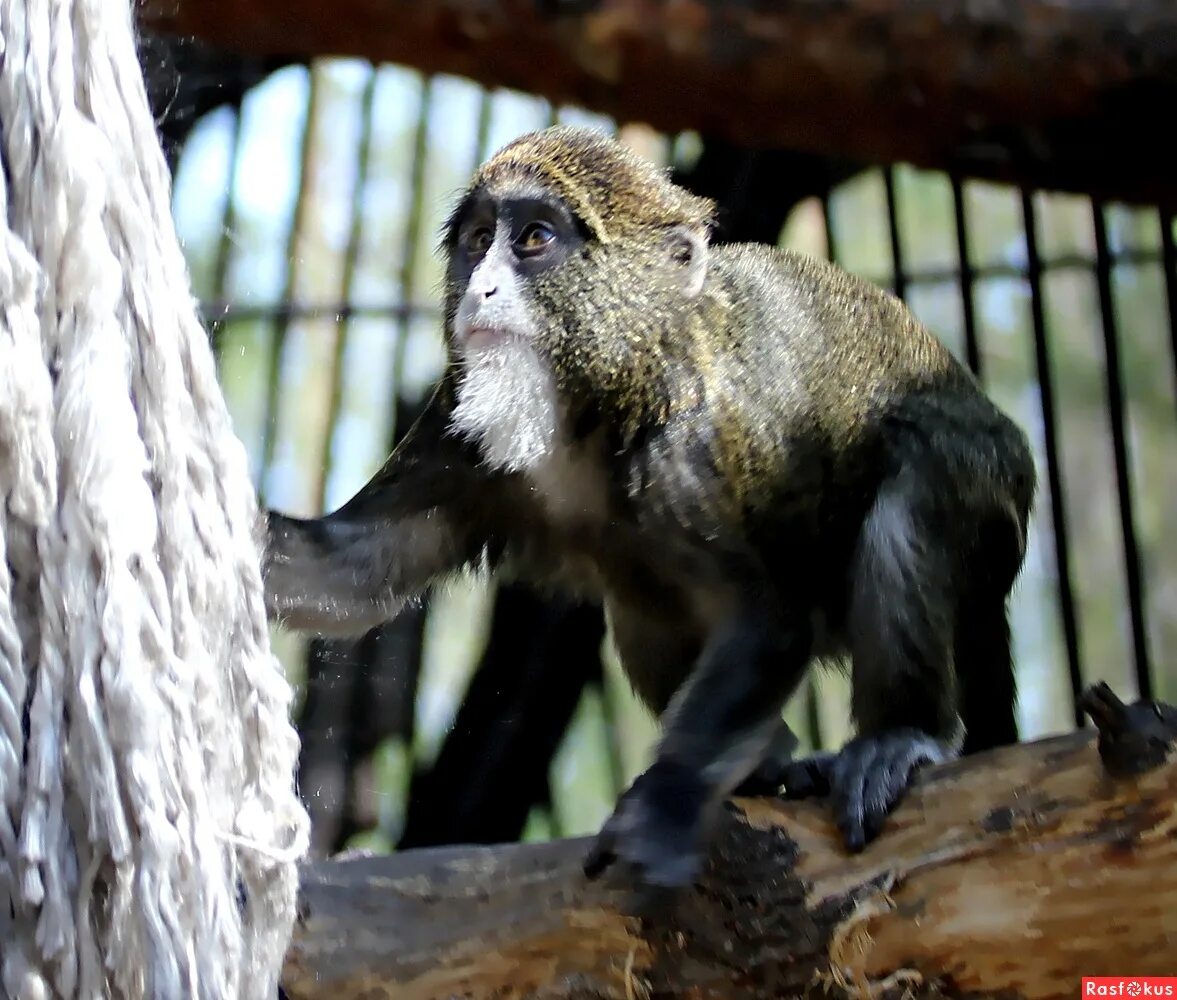 новосибирский зоопарк новосибирск. звери новосибирского зоопарка. звери в новосибирском зоопарке. звери новосибирского зоопарка. какие животные есть в зоопарке новосибирска.