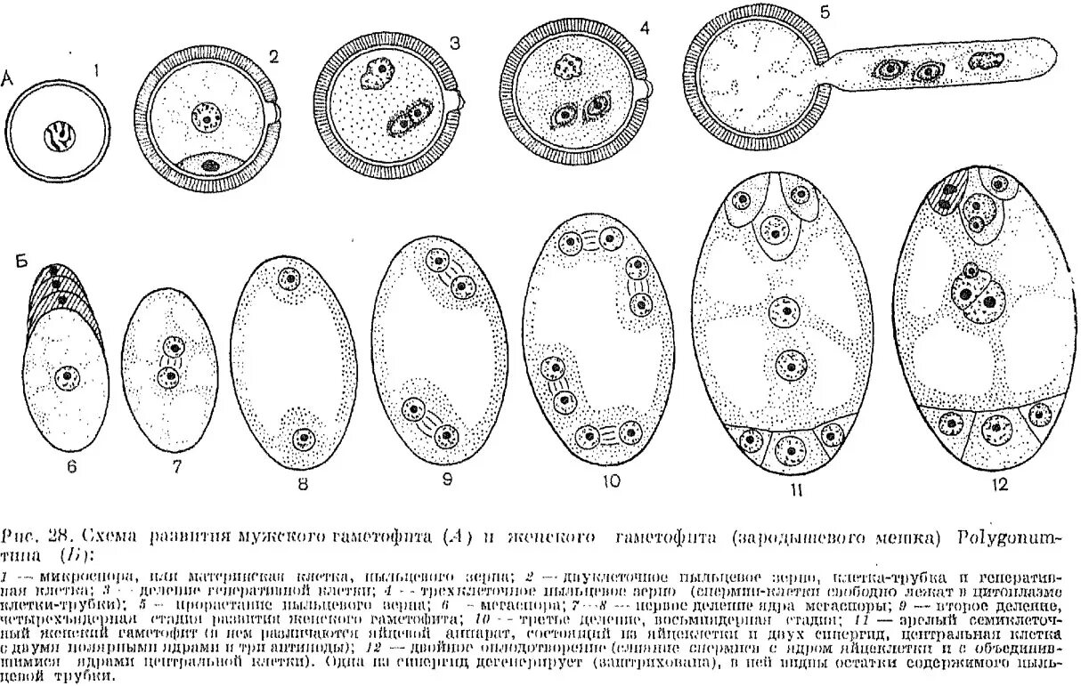 Деление генеративной клетки пыльцевого зерна. Образование зародышевого мешка у цветковых растений. Образование женского гаметофита у покрытосеменных схема. Схема развития зародышевого мешка. Покрытосеменные растения развитие мужского гаметофита.