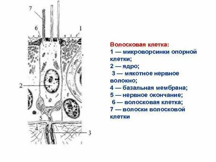 Клетка уха
