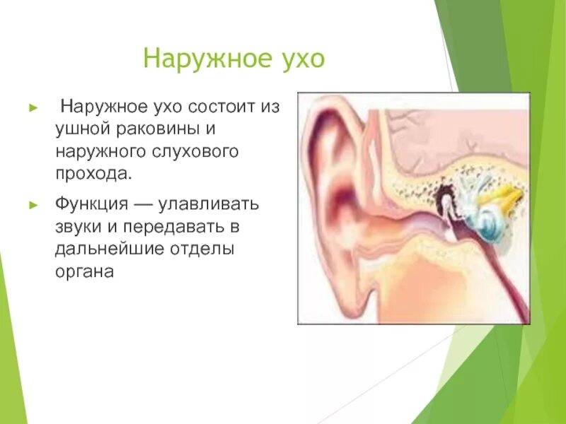Наружное ухо состоит из ушной раковины. Слуховой проход строение и функции. Функция наружного слухового прохода у человека. Функции наружного слухового прохода уха. Наружный слуховой проход строение и функции.