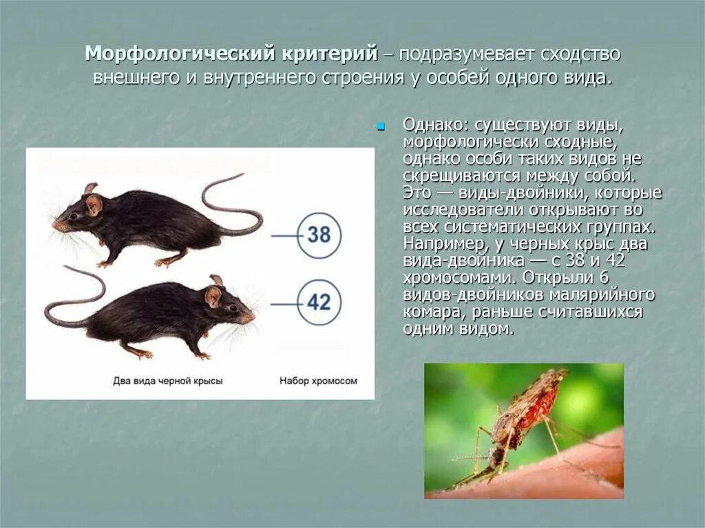 Внешнее строение какой критерий. Морфологический китеритерий. морфологический критерий примеры.
