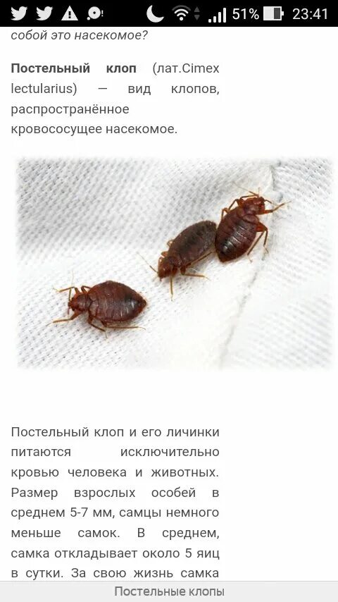 Какой запах не любят клопы. Какой запах не любят клопы