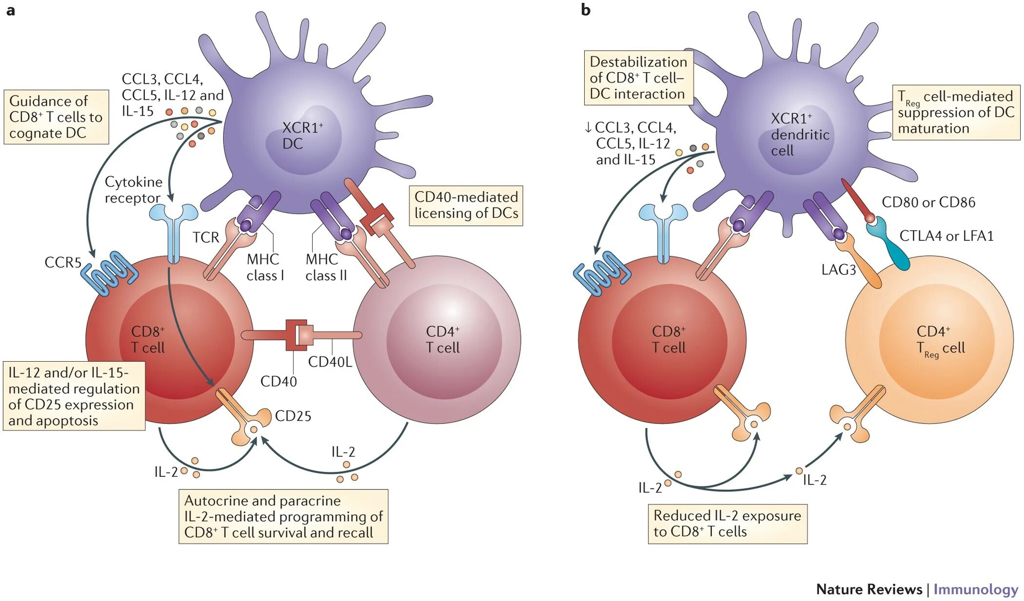 Cd4 и cd8 лимфоциты. Cd8+ т-клетки. Cd4+ клетки. Cd4 cd8 рецепторы.