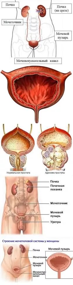 Сильно болит мочевой. Мочевой пузырь у женщин. Мочевой пузырь у мужчины расположение.