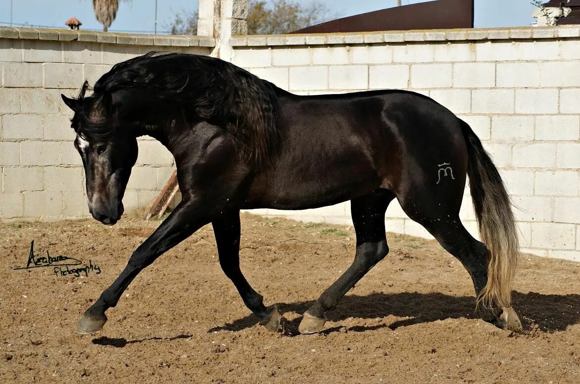 Сайт horse. Андалузская лошадь. Индийские лошади марвари. Испанская лошадь. Андалузская лошадь черная.