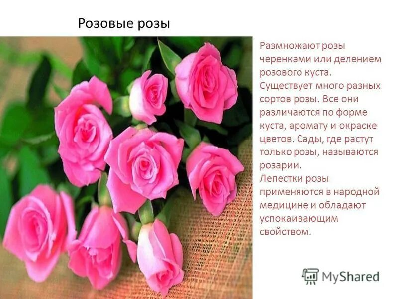 описание цветка розы. доклад на тему розы. доклад на тему розы. доклад о розе. рассказ описание про розу.