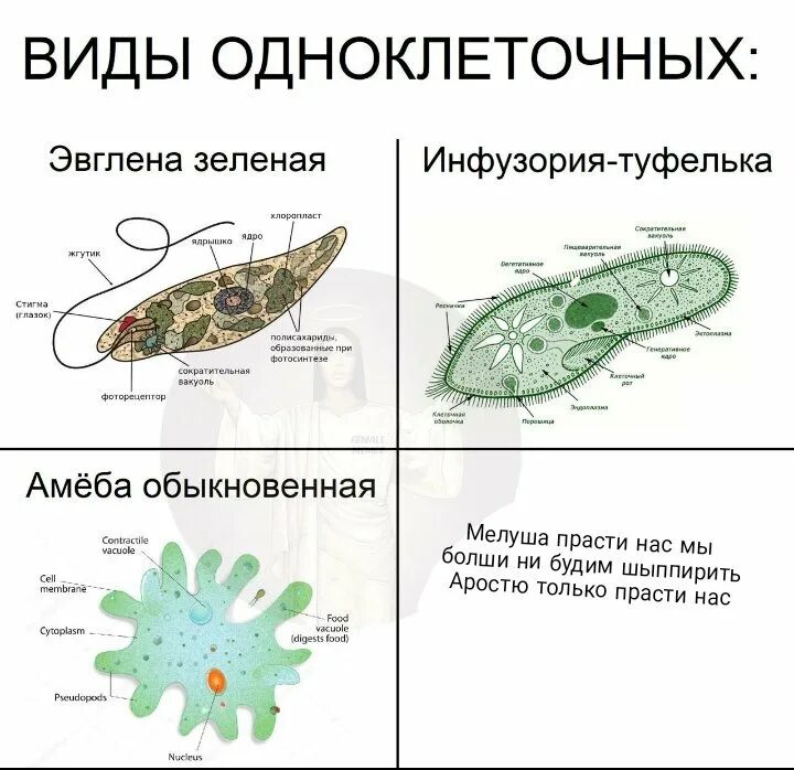 Строения амебы эвглены зеленой инфузории. Простейшие одноклеточные организмы строение амебы. Сравнительная характеристика амеба эвглена инфузория туфелька. Строение инфузории эвглены зеленой. Какую форму имеет простейшие