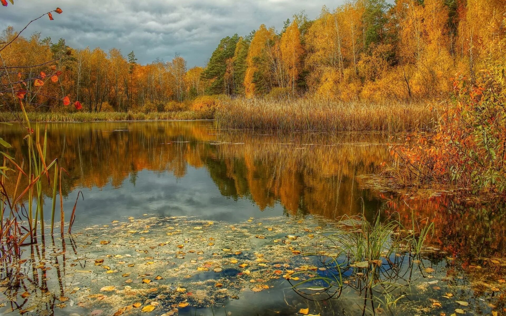 Река в осеннем лесу. Золотая осень озеро природа река лес. «Лесное озеро. Золотая осень. (Синяя вода)» 1912 год Жуковский. Осень река. Осенний пруд.