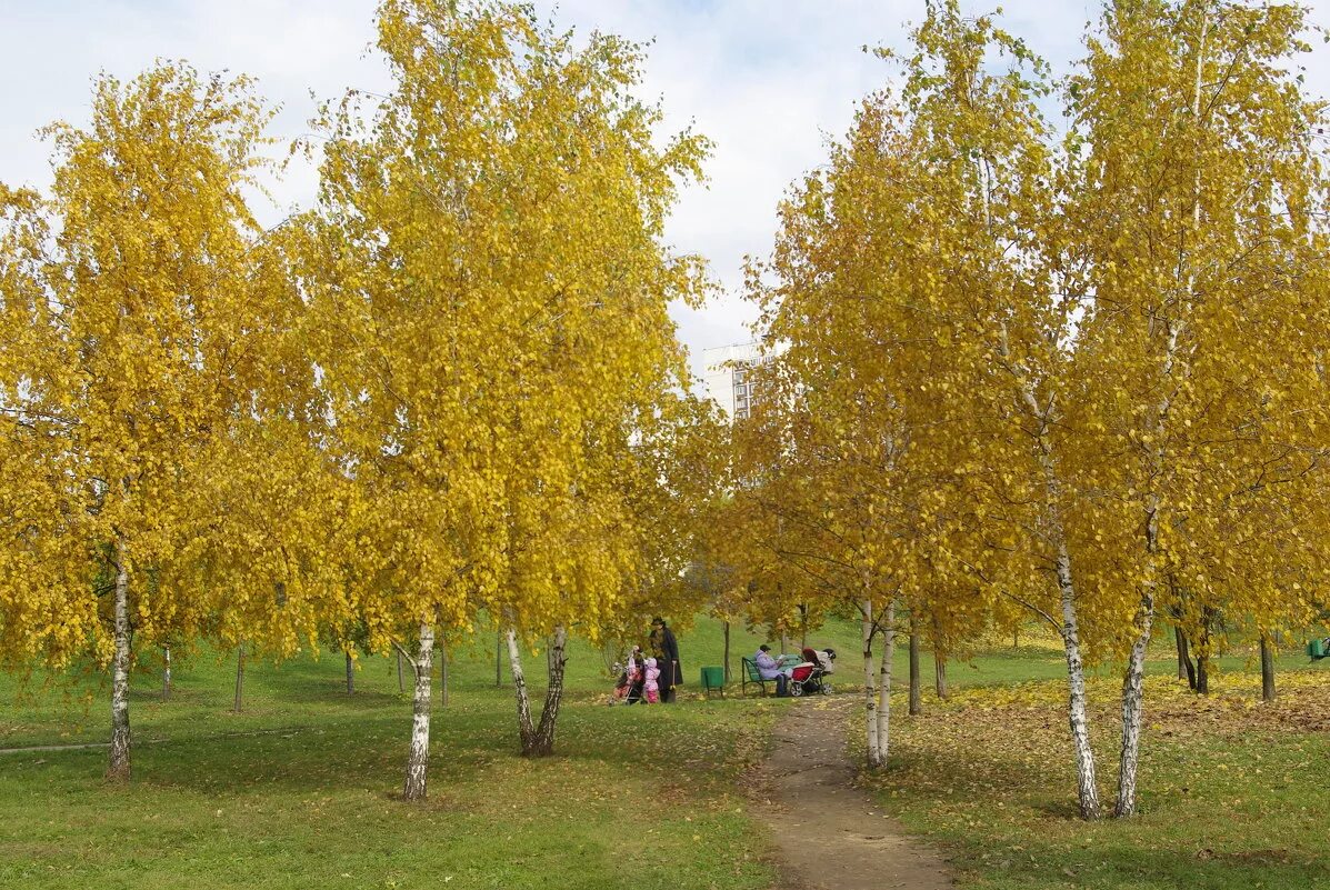 отговорила роща золотая. золото до березы и переходит в позднее. березка золота. золотая береза дерево. отговорила роща золотая.