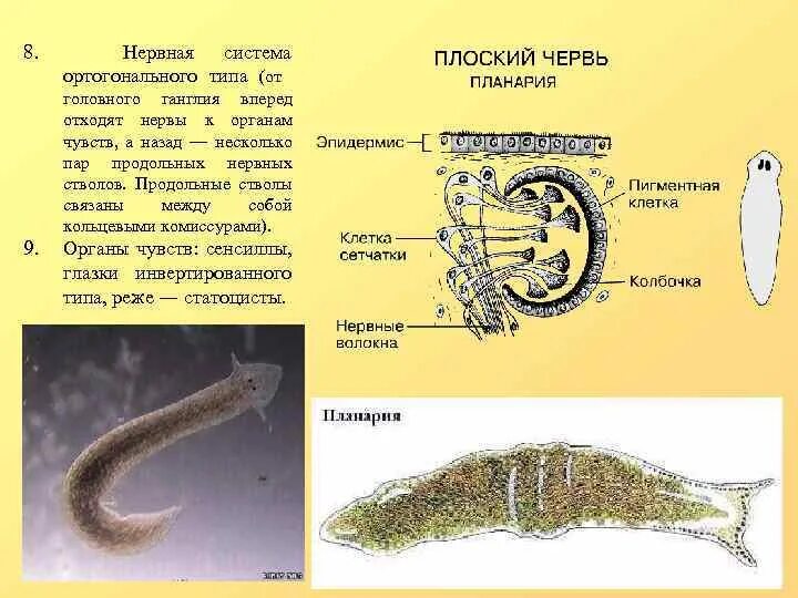 Белая планария таблица 7 класс биология