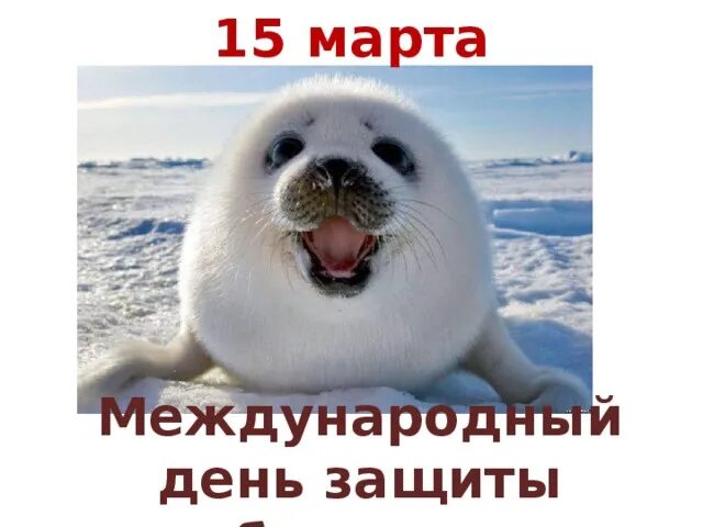 Международный день белька. День защиты бельков. Белёк детеныш нерпы. Международный день бельков. День белька международный день защиты бельков.