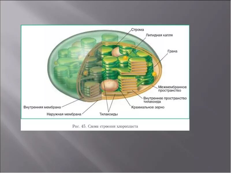 Хлоропласты в клетках грибов. Межмембранное пространство хлоропласта. Хроматофор и хлоропласт. Внутреннее строение хлоропласта. Хлоропласты и хроматофоры строение и функции.