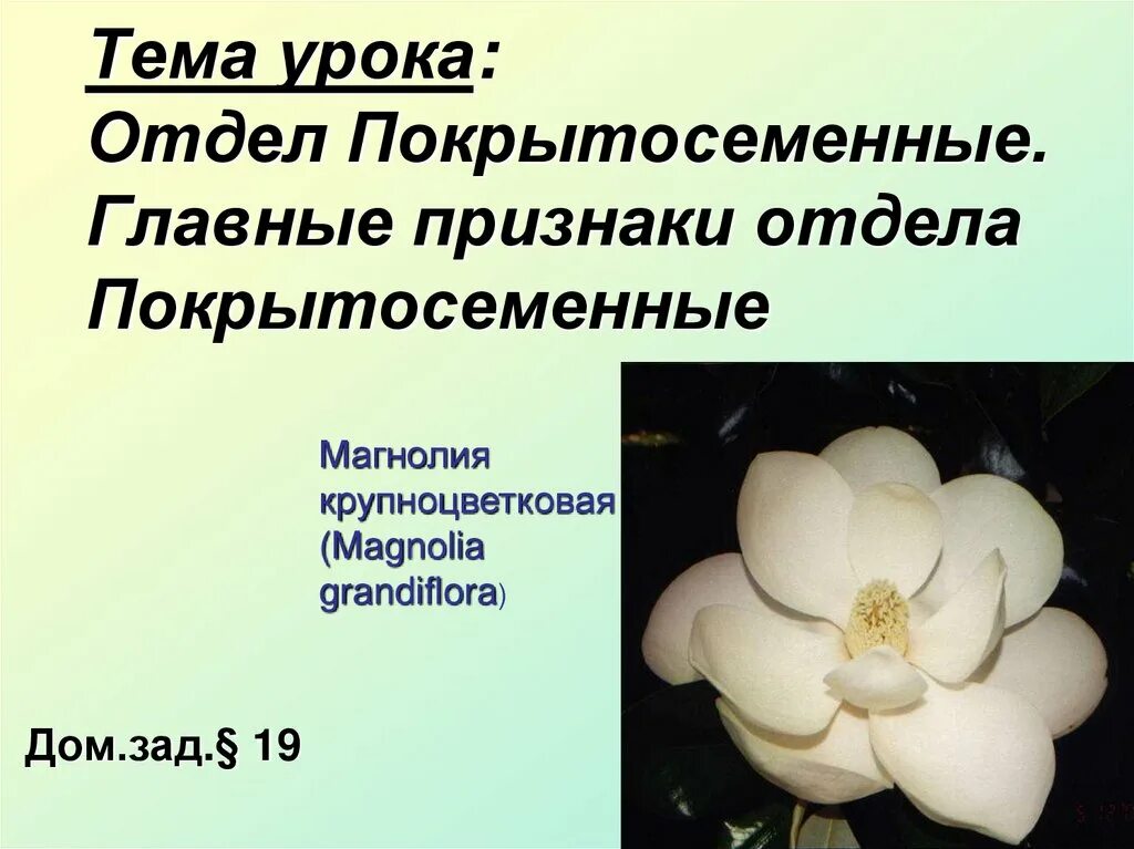 Урок покрытосеменные. Магнолия крупноцветковая Покрытосеменные. Признаки отдела покрытосеменных. Признак отдела покрытосемянные. Общая характеристика покрытосеменных.