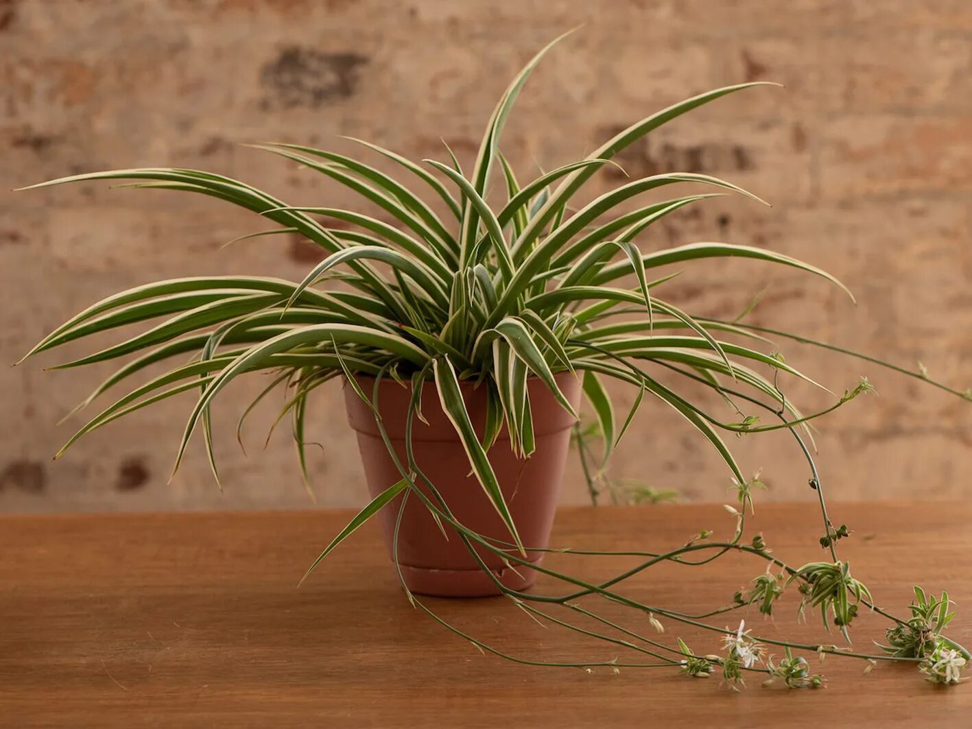 Цветок хлорофитум картинки. Хлорофитум хохлатый Chlorophytum comosum. Хлорофитум хохлатый Вариегата. Хлорофитум Капский. Хлорофитум Капский хохлатый.