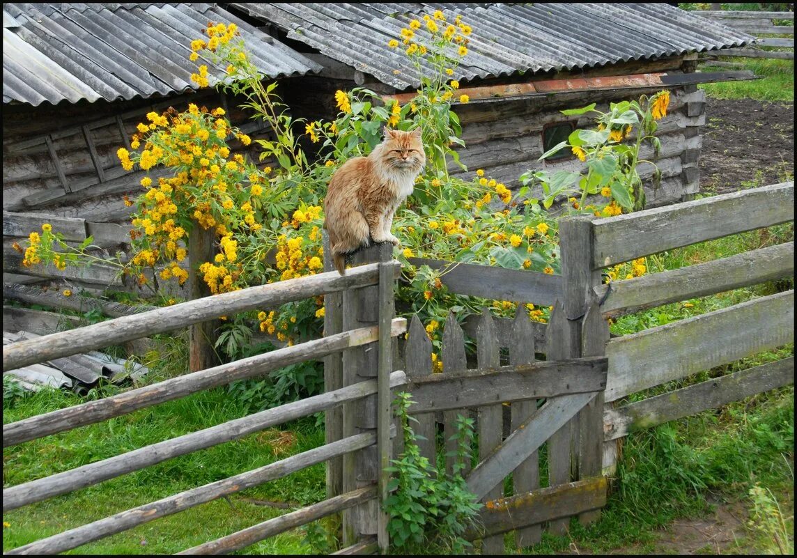 Кошка в деревне. Деревенские коты. Деревенский дом с забором. Деревенский пейзаж с животными.