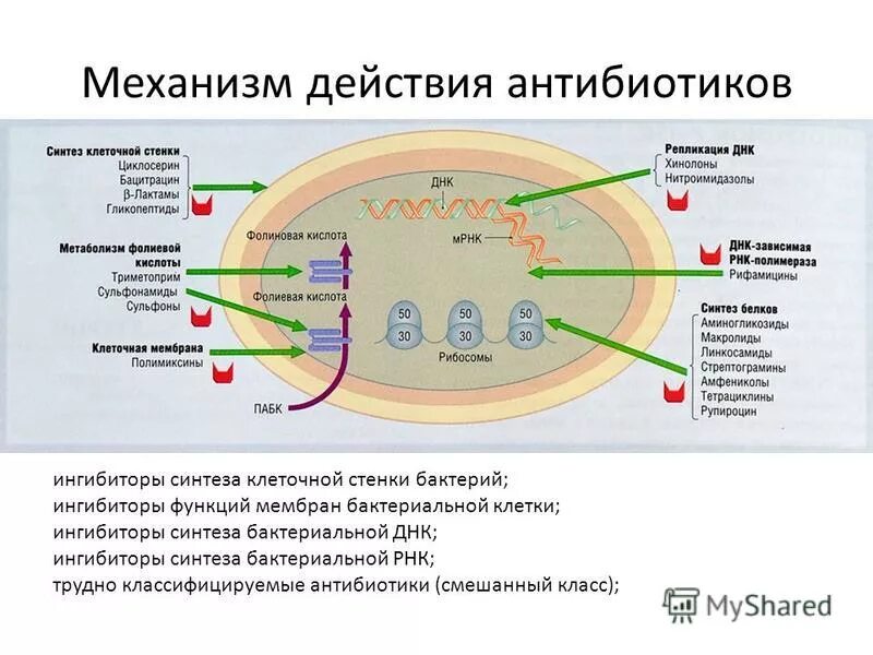 Синтез белка в бактериальной клетке. Подавление синтеза клеточной стенки антибиотики. Структуры мишени бактериальной клетки для антибиотиков. Механизм действия антибиотиков нарушающих Синтез белка. Антибиотики влияющие на Синтез клеточной стенки бактерий.