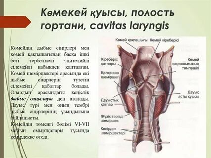 Буквы гортани