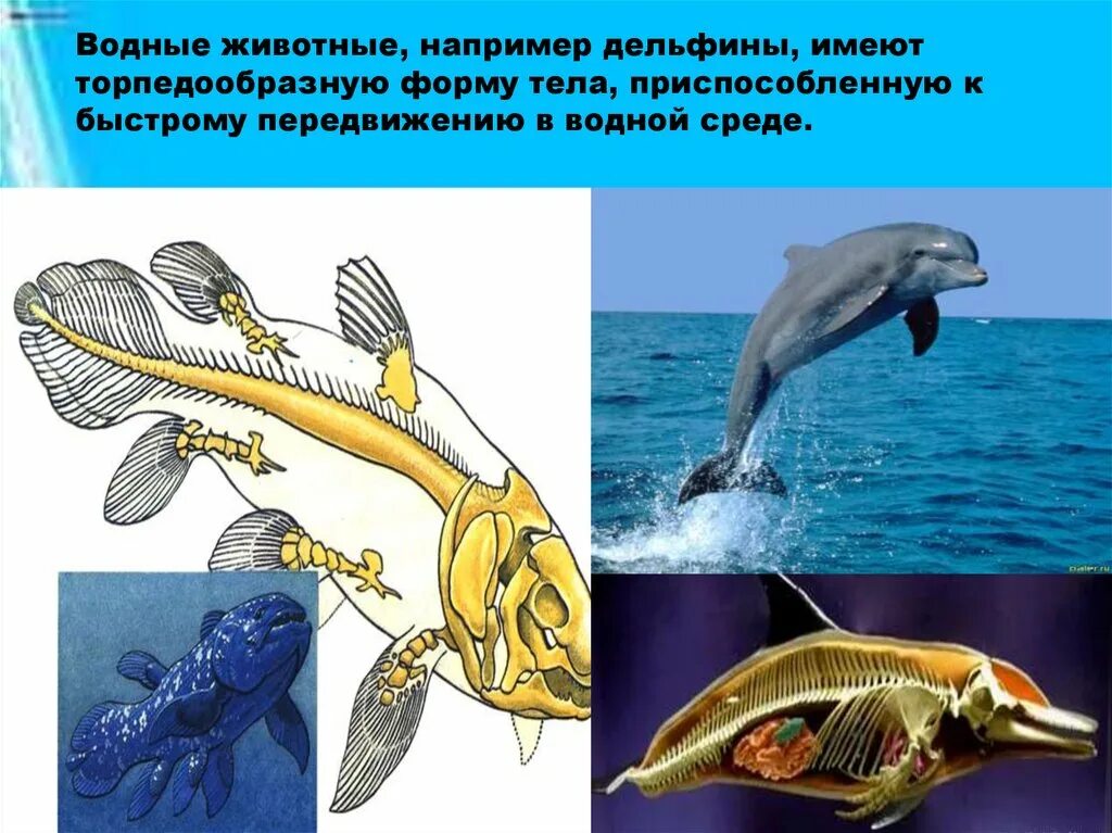 Строение и многообразие животных. Форма тела дельфина. Строение водных животных. Водные обитатели строение. Форма тела водных животных.