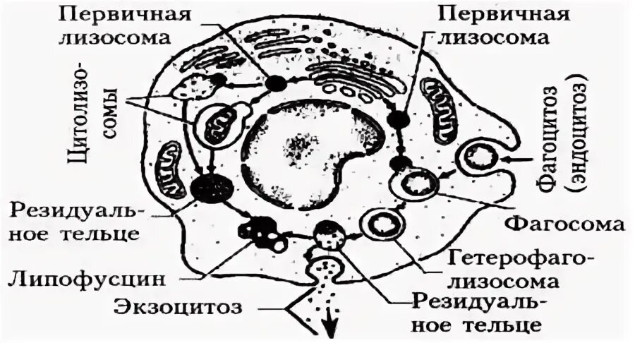 Anatomy of the Lysosome: Hydrolytic enzymes, Membrane and transport proteins. Ве