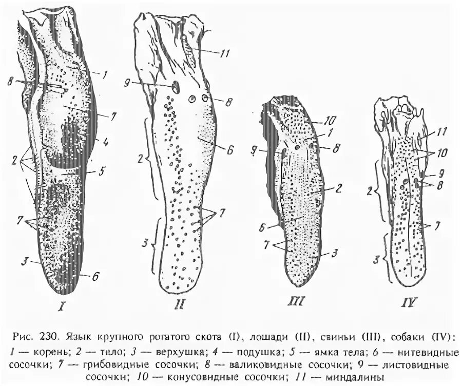Разные формы члена. Строение языка животных анатомия. Строение вкусового анализатора животного. Строение языка коровы анатомия. Ротовая полость коровы анатомия.