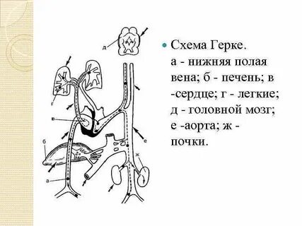 Нижняя полая вена клапан