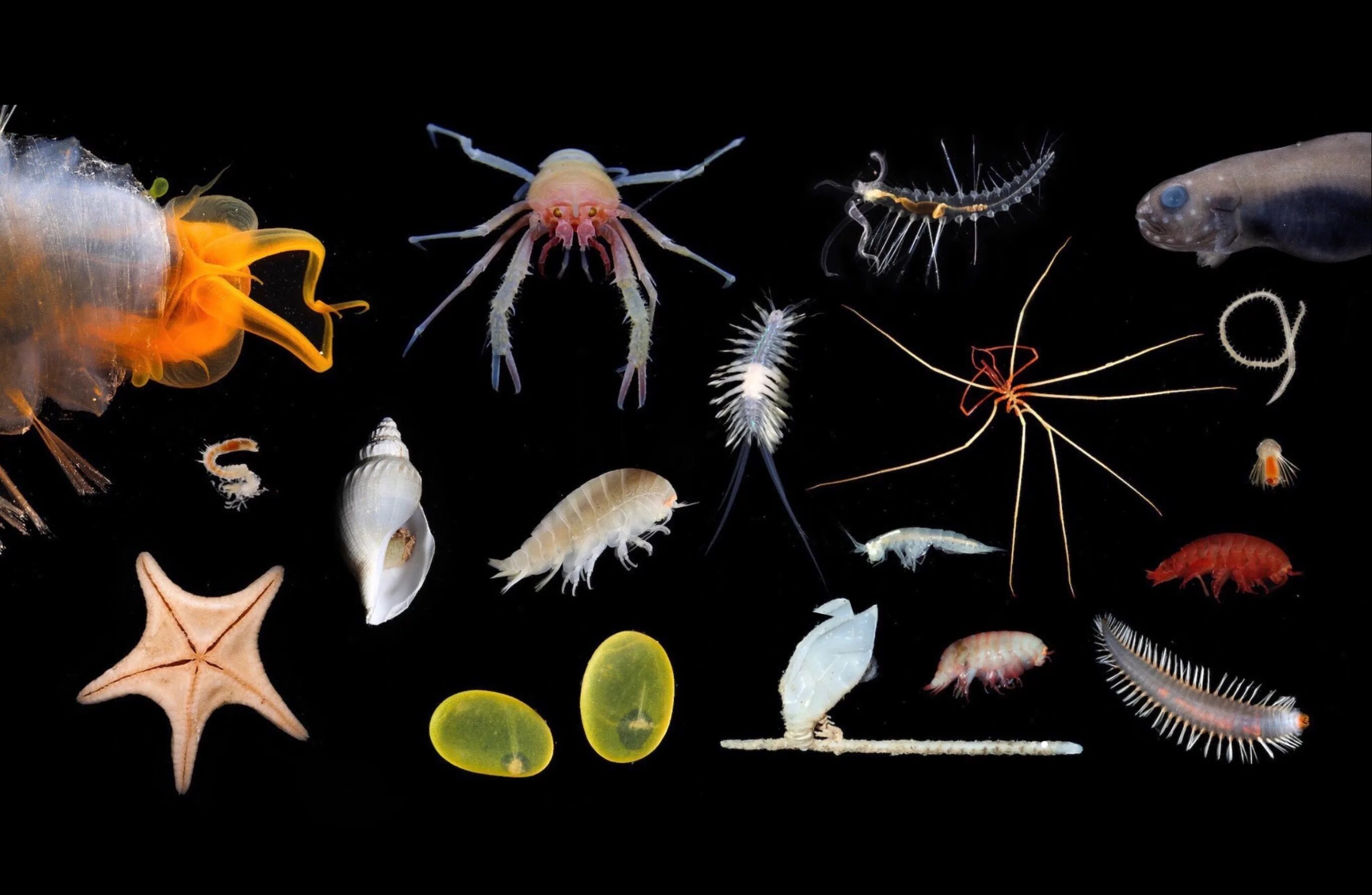 Почему обитатели живущие на дне океана испытывают. Обитатели морских глубин. Глубоководные морские обитатели. Обитатели глубин океана. Морские беспозвоночные животные.