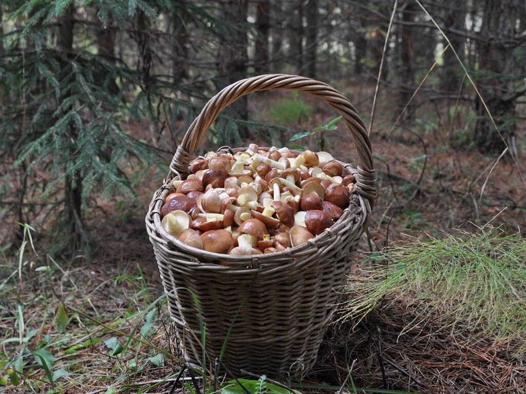 маслята в лукошке. много много грибов. можно оставлять грибы на ночь. грибы. грибы в этом году.