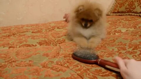 Собака шпиц чешется