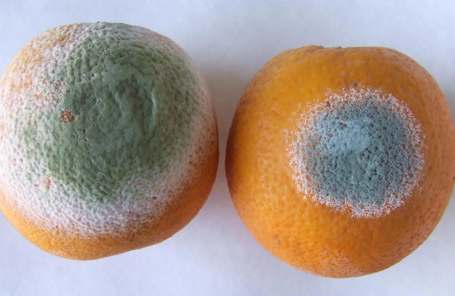 гриб пеницилл плесень.